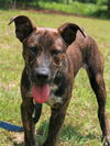adoptable Dog in , AL named John Boy
