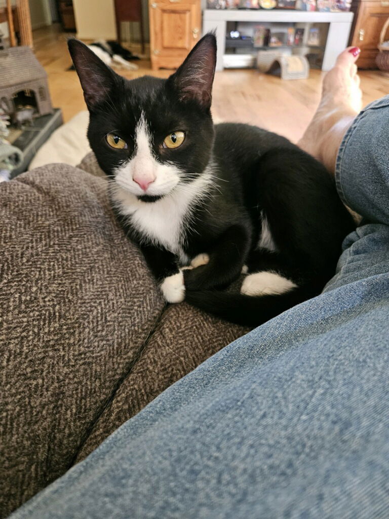 adoptable Cat in Attalla, AL named Bany