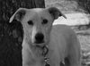 adoptable Dog in , AL named Dolly