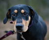 adoptable Dog in , AL named Loofie