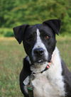 adoptable Dog in attalla, AL named Oliver