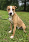 adoptable Dog in attalla, AL named Puppy Pup