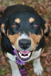 adoptable Dog in attalla, AL named Socks