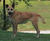 adoptable Dog in attalla, AL named Skye