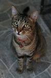 adoptable Cat in attalla, AL named Spicy (Not so!)