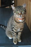 adoptable Cat in attalla, AL named Stevella