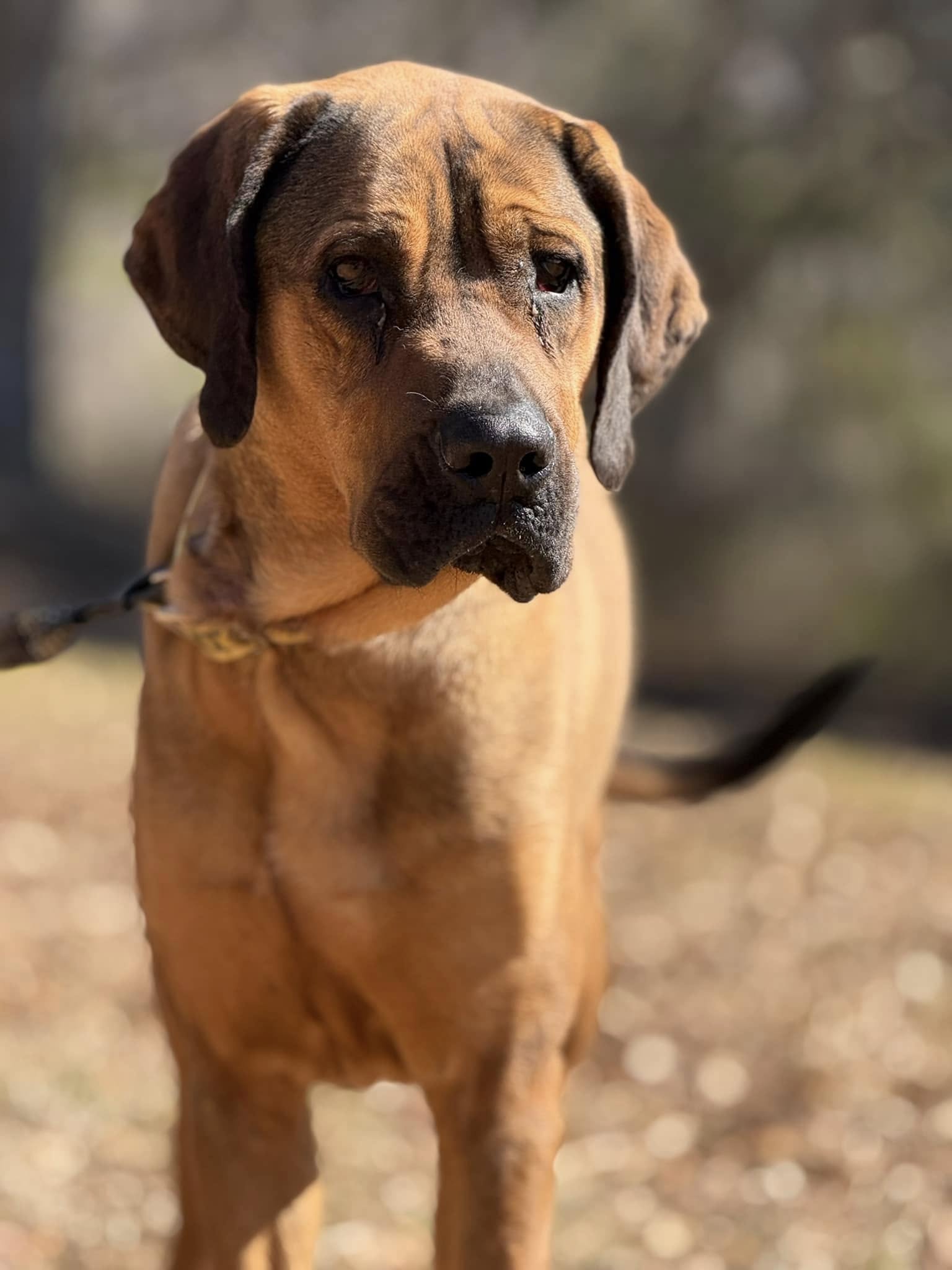 adoptable Dog in Attalla, AL named Tally