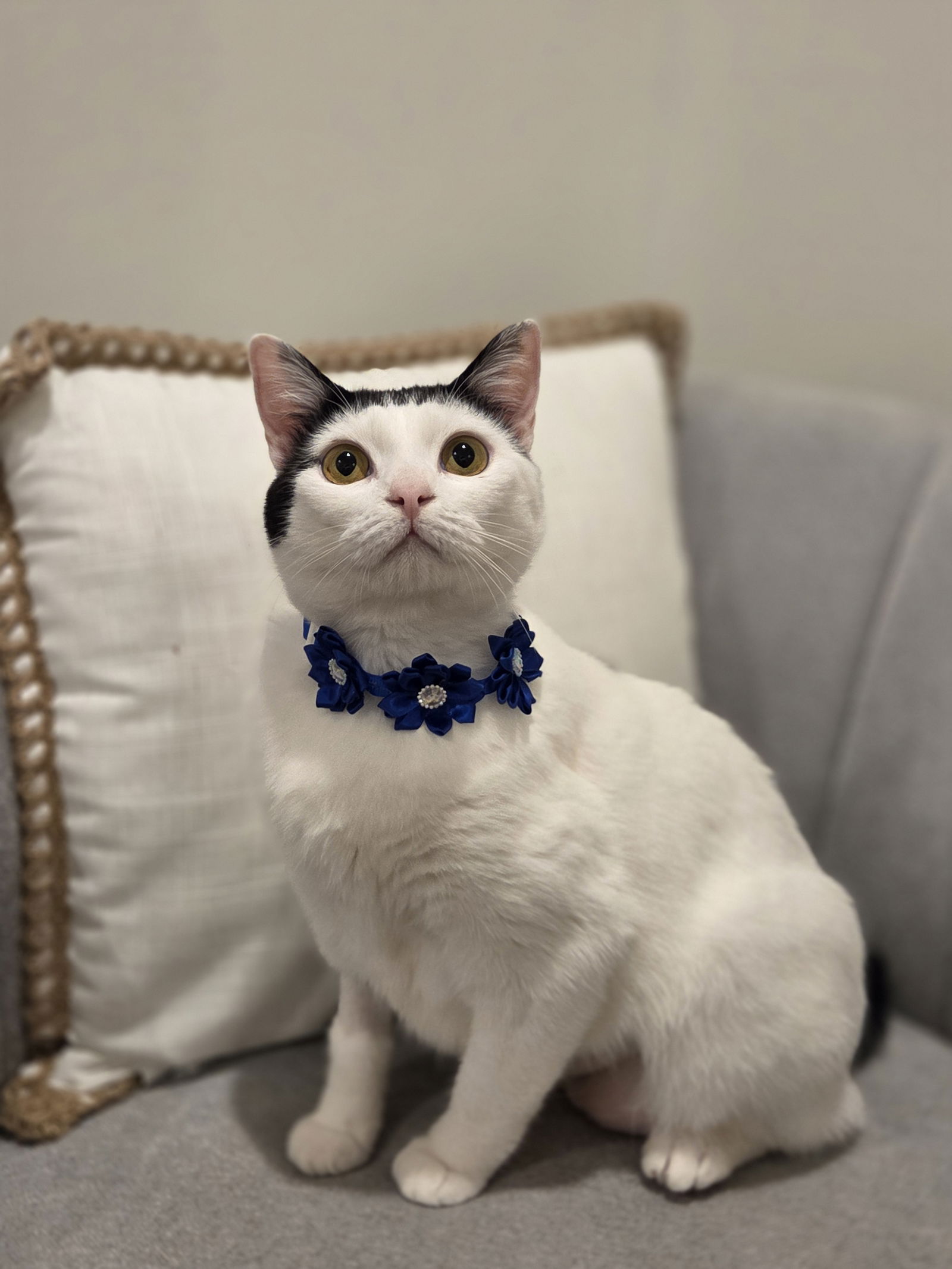 adoptable Cat in Attalla, AL named Barbara