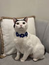 adoptable Cat in , AL named Barbara