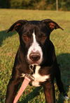 adoptable Dog in , AL named Colton