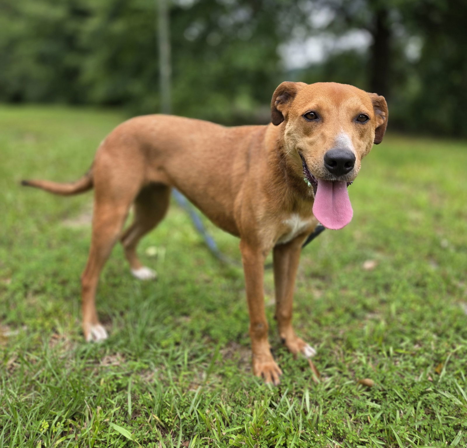 adoptable Dog in Attalla, AL named Madison