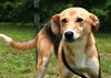 adoptable Dog in attalla, AL named Moa
