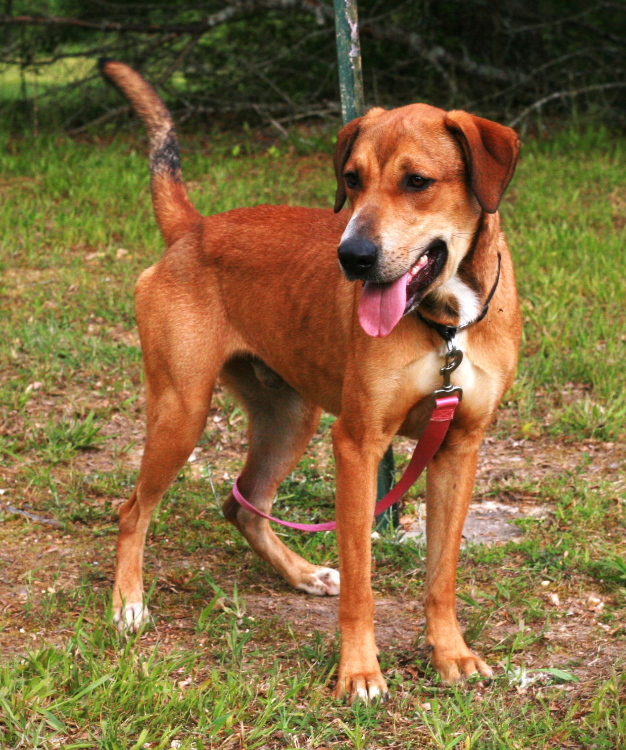 adoptable Dog in Attalla, AL named Oscar