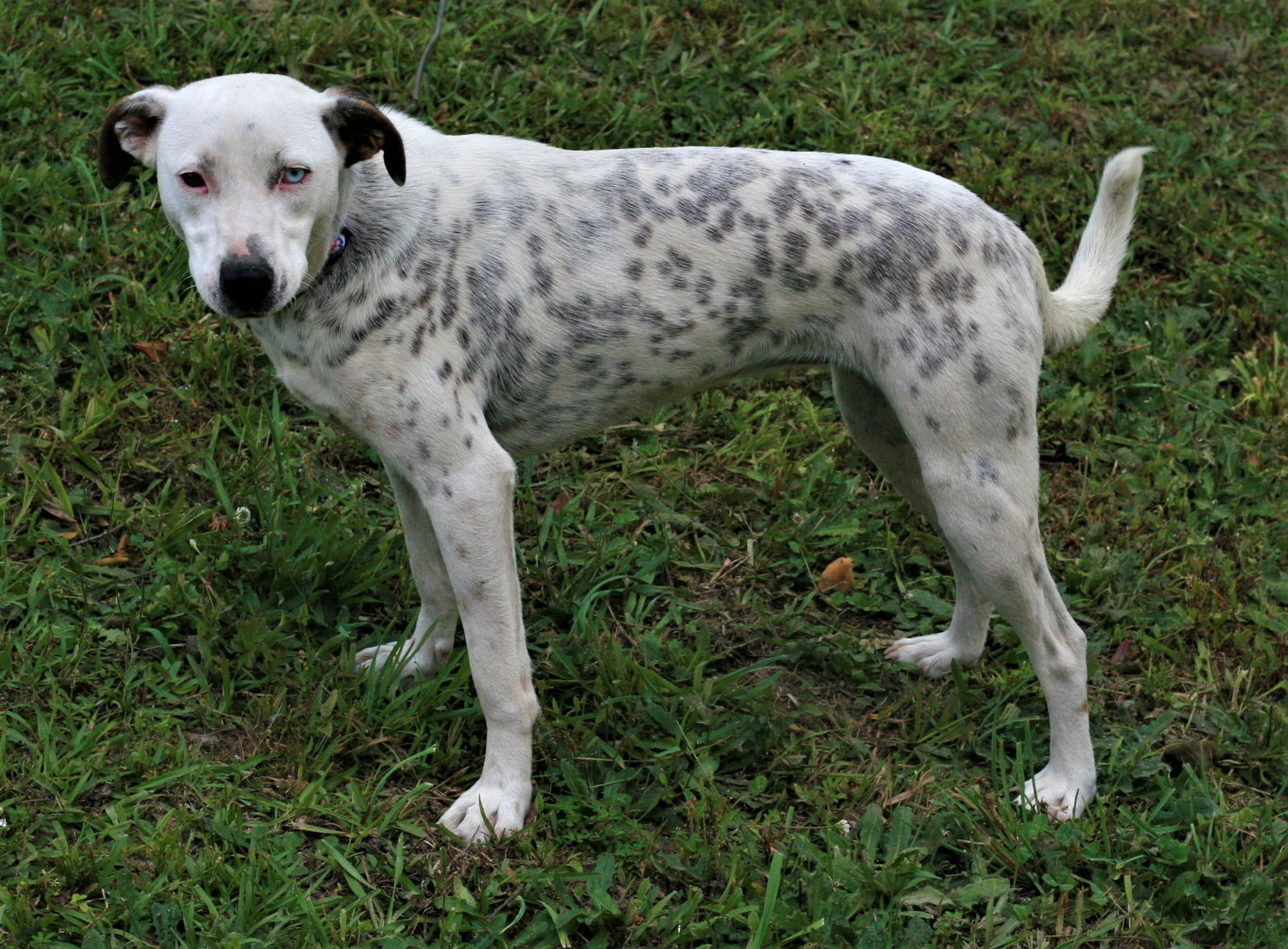 adoptable Dog in Attalla, AL named Liana