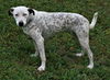 adoptable Dog in , AL named Liana