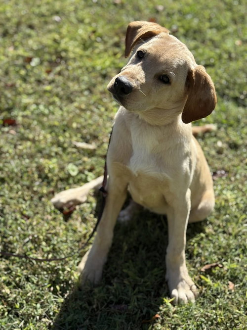 picture of the dog needing adoption
