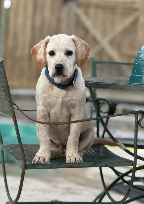 picture of the dog needing adoption