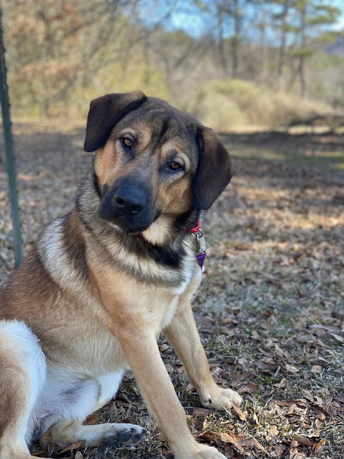 picture of the dog needing adoption
