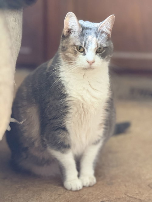 picture of the cat needing adoption