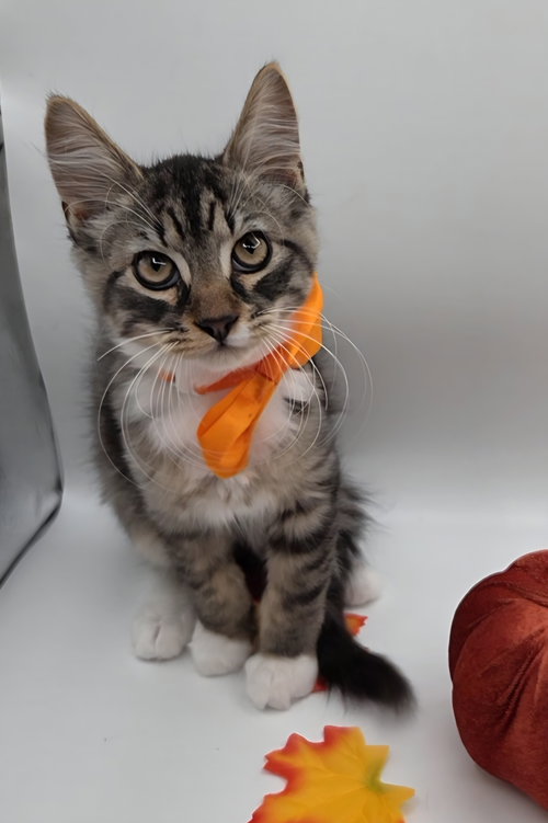 picture of the cat needing adoption