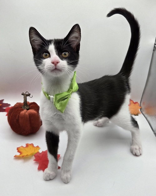 picture of the cat needing adoption