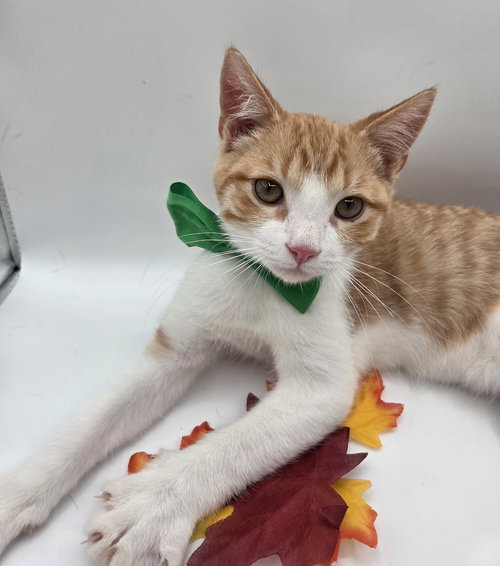 picture of the cat needing adoption