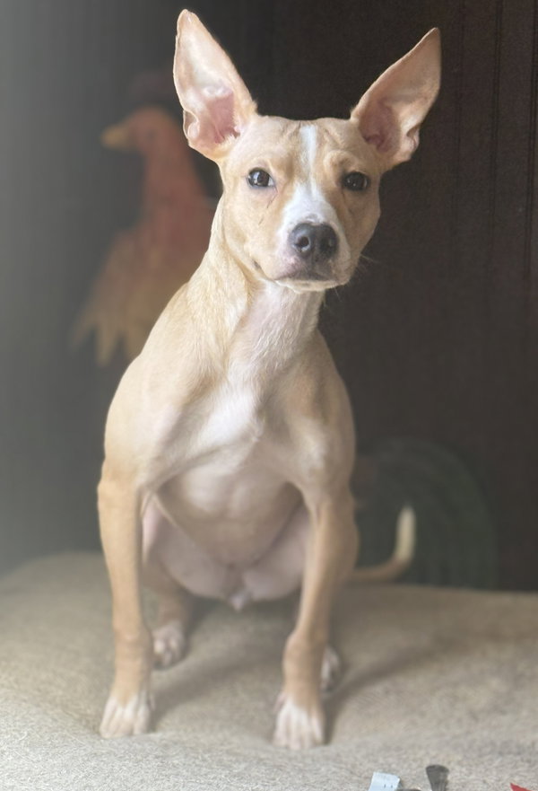Ketrina