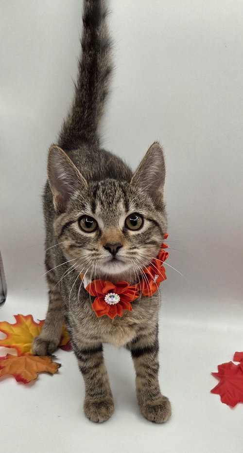 picture of the cat needing adoption