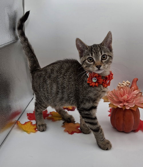 MOTT - Domestic Short Hair / Tabby available for adoption