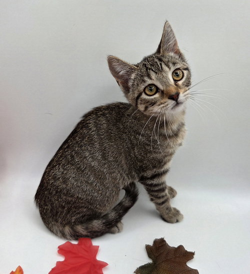 picture of the cat needing adoption