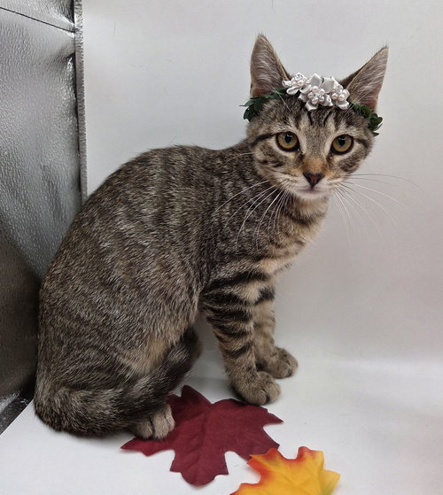 KIT - Domestic Short Hair / Tabby available for adoption