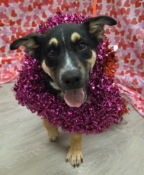 picture of the dog needing adoption