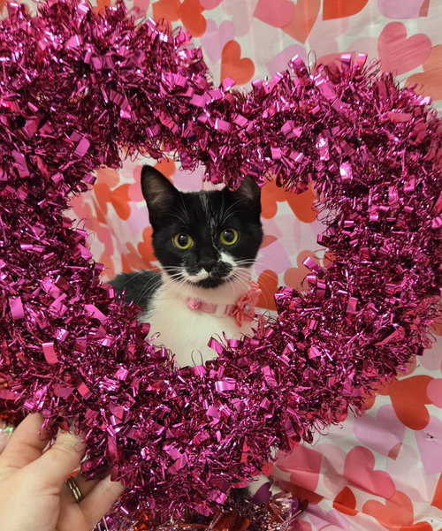 picture of the cat needing adoption