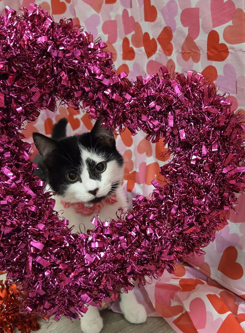 picture of the cat needing adoption