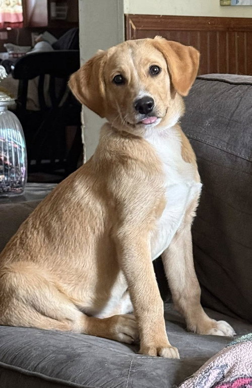 picture of the dog needing adoption