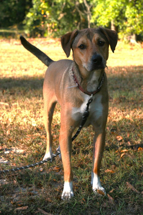 picture of the dog needing adoption