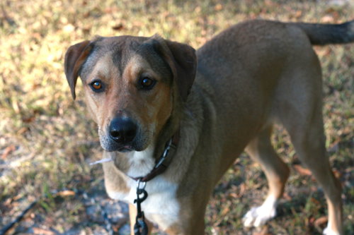 NORA - German Shepherd Dog / Rhodesian Ridgeback available for adoption