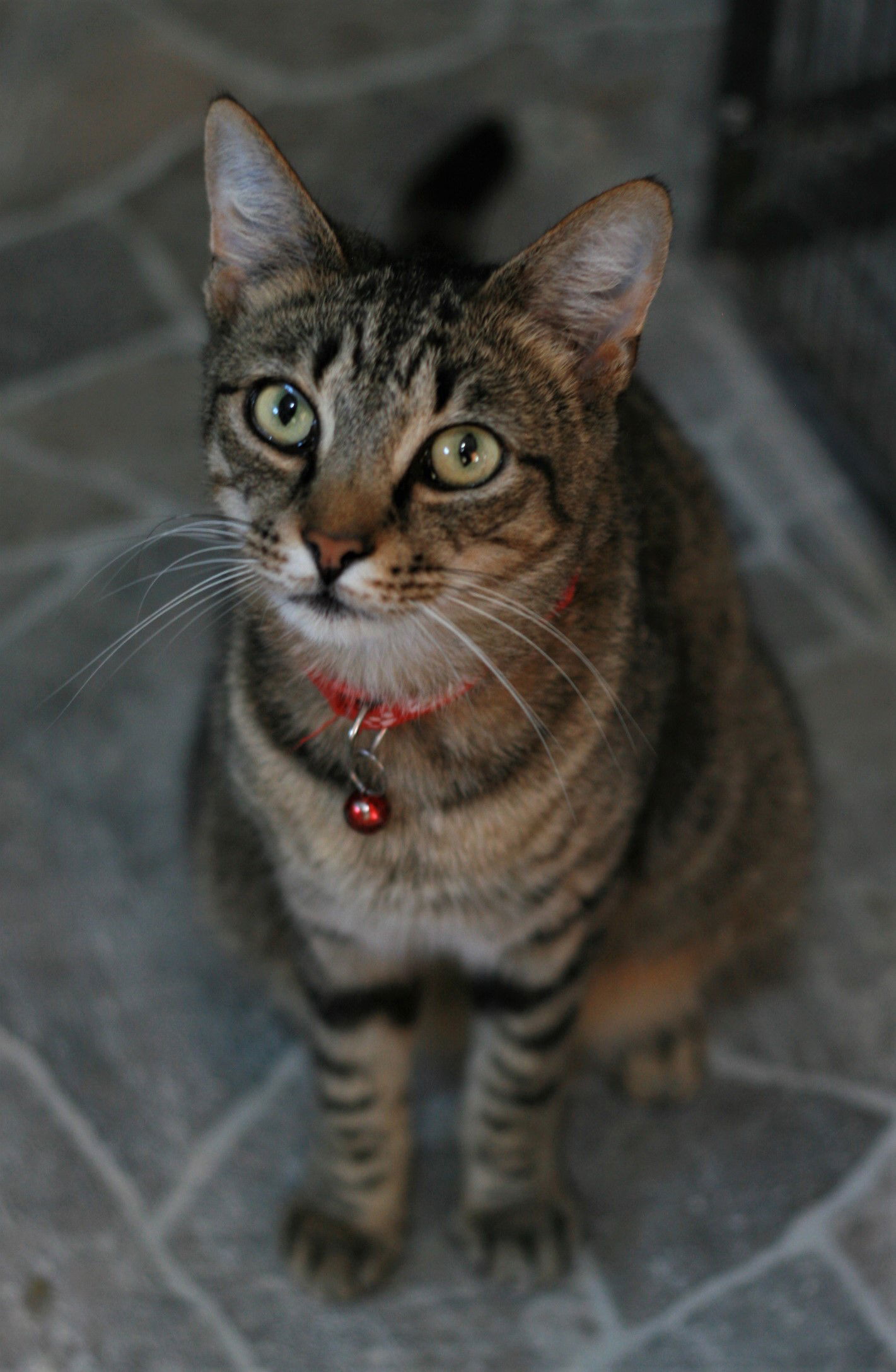 Spicy (Really a Sweetie!)