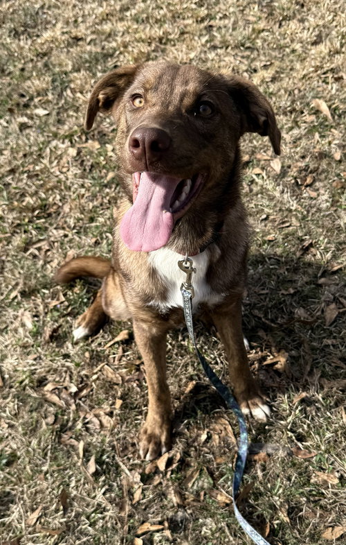picture of the dog needing adoption