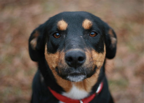 picture of the dog needing adoption
