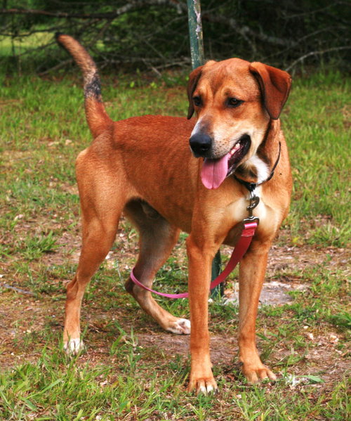 Oscar, an adoptable Labrador Retriever in Attalka, AL