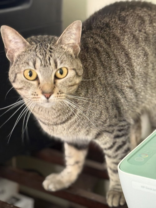 Fancy, an adoptable Domestic Short Hair in Attalka, AL