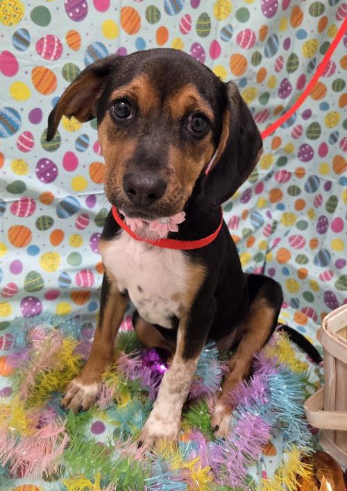 Ruby, an adoptable Beagle in Attalka, AL