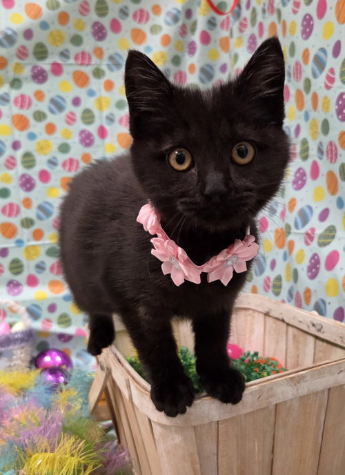 North, an adoptable Bombay in Attalka, AL