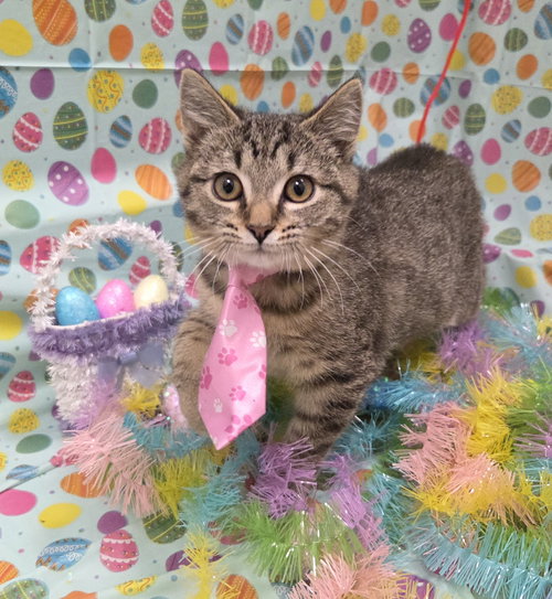 Wren, an adoptable Tabby in Attalka, AL