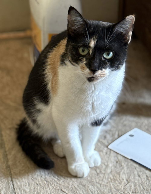 Willow, an adoptable Domestic Short Hair in Attalka, AL