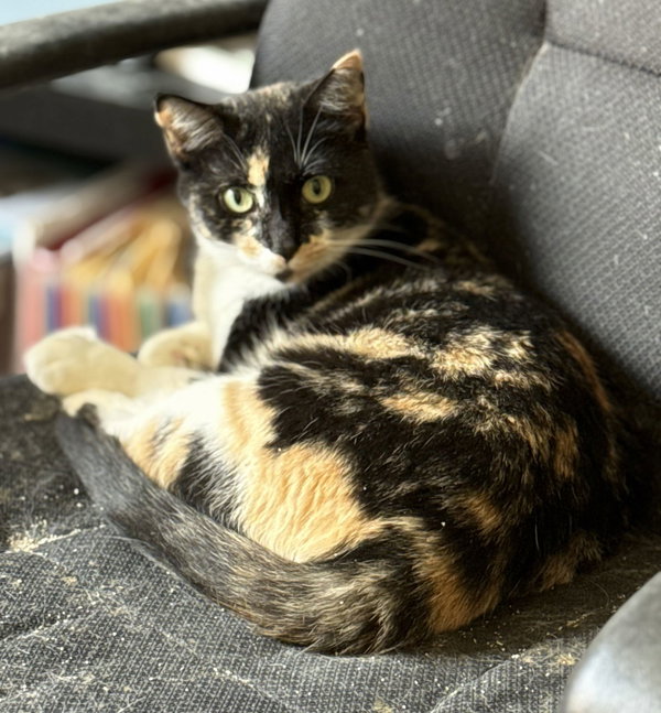 Willow