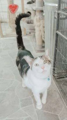 picture of the cat needing adoption