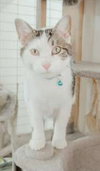 Dax - Photo 3