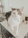 Dax - Photo 4